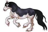 (#317) Blue Roan Splash White (#317) Blue Roan Splash White