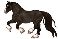 (#322) Sooty Grullo Roan (#322) Sooty Grullo Roan