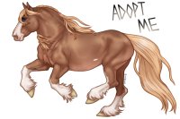 (#324) Flaxen Apricot Sabino Pagnare (#324) Flaxen Apricot Sabino Pagnare