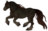 (#346) Black Chestnut (#346) Black Chestnut