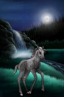 ~🌒~ #15 Midnight Stallions Foal ~🌒~