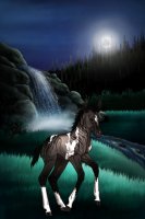 ~🌒~ #16 Midnight Stallions Foal ~🌒~