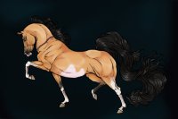 National Show Horse Adopts V1 : Under Construction.