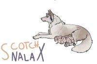 Scotch X Nala Puppies Stage 1