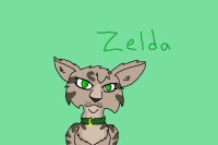 Zelda the kittypet