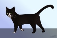 cat practice: black/ebony