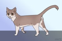 cat practice: fawn/light lilac
