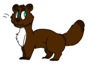 (Adopted) Ferret Adoptable