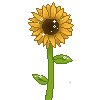 sun flower (darker).