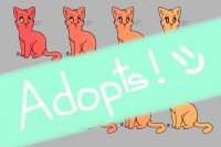 Cat Adopts