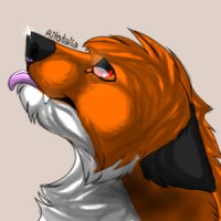 The fox avatar