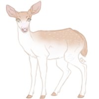 Teak Deer - #063