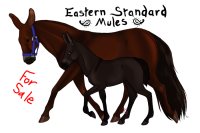 Eastern Standard Mules - FOR SALE