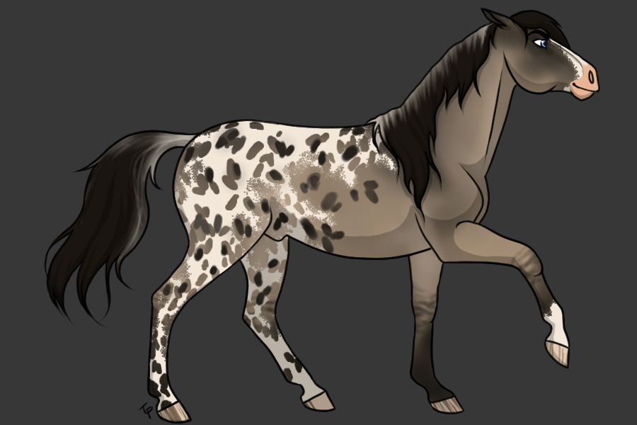 View topic - entry #1 - grullo blanket appaloosa - Chicken Smoothie