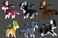 Starlight pups adopts: ALL SOLD!