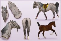 Full Equine Reference Sheet Template- includes tack