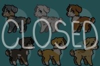 Australian Shepherd Adoptables (Closed)