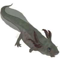 axolotl adopt #2