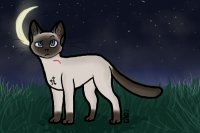 Siamese kitty ;3