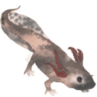 axolotl adopt #4