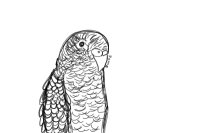 budgie/parakeet sketch