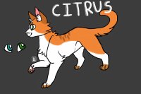Citrus the Cat
