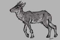 deer without reference