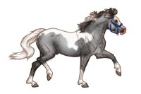 Ferox Welsh Pony #304 - Grey (Black) Tobiano