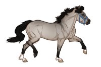 Ferox Welsh Pony #308 - Grullo