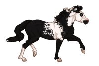 Ferox Welsh Pony #313 - Black Tobiano