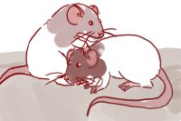 i uhh might be getting rats
