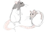 i cant draw rats oof