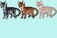 Bengal Kitties