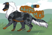 Offer to Adopt Collie!