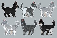 Cat Adopts - Black and Blue