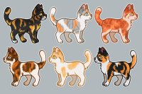 Cat Adopts - Calicos