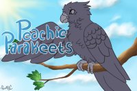 Peachie Parakeets - GRAND OPENING