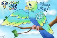 Peachie Parakeet #003