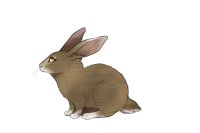 Fair Run Rabbits | 037 | chestnut agouti | FCFS