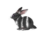 Fair Run Rabbits | 045 | Black Magpie Harlequin