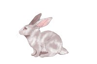 Fair Run Rabbits | 049 | Broken Lilac | Closed
