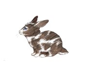 Fair Run Rabbits | 054 | Broken chestnut agouti