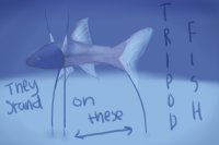 Tripod fish