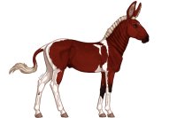 Senegal Zebra : 178 Senegal Zebra : 178