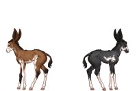 Senegal Zebra Breeding : 044 - 045 Senegal Zebra Breeding : 044 - 045