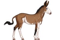 Senegal Zebra Breeding Growth : 044 Senegal Zebra Breeding Growth : 044