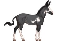 Senegal Zebra Breeding Growth : 045 Senegal Zebra Breeding Growth : 045