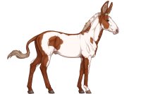 Senegal Zebra : 180 Senegal Zebra : 180