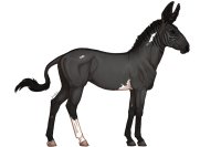 Senegal Zebra Breeding Growth : 049 Senegal Zebra Breeding Growth : 049