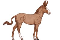 Senegal Zebra : 189 Senegal Zebra : 189